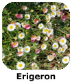 Erigeron